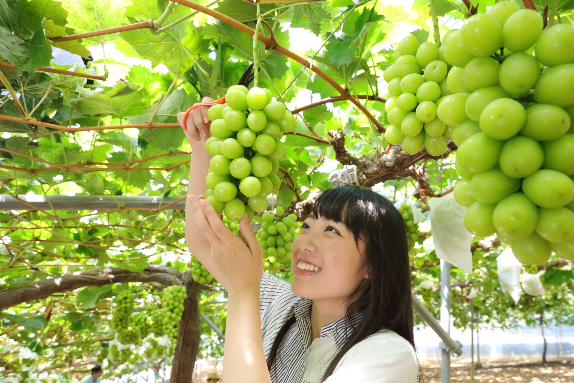 ヘリコプターで巡る福井周遊ツアーに参画 冬の「ヘリスキー」から夏の「ヘリ観光」へ