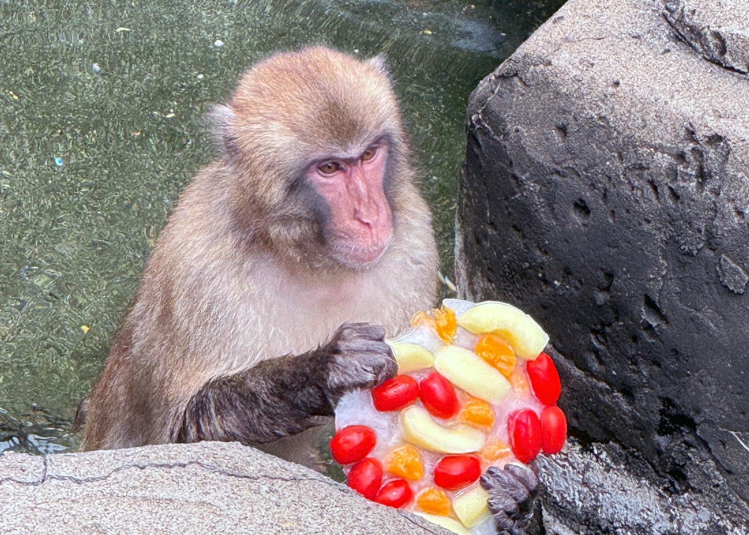 【智光山公園】夏限定！動物たちのひんやりおやつタイムは明日（8月8日）から