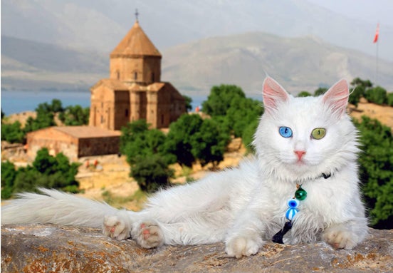 8月8日は“世界猫の日”「街全体がキャットシェルター」の癒やし旅へトルコ・イスタンブルで今、猫をテーマにした「新・体験型観光」が熱い！