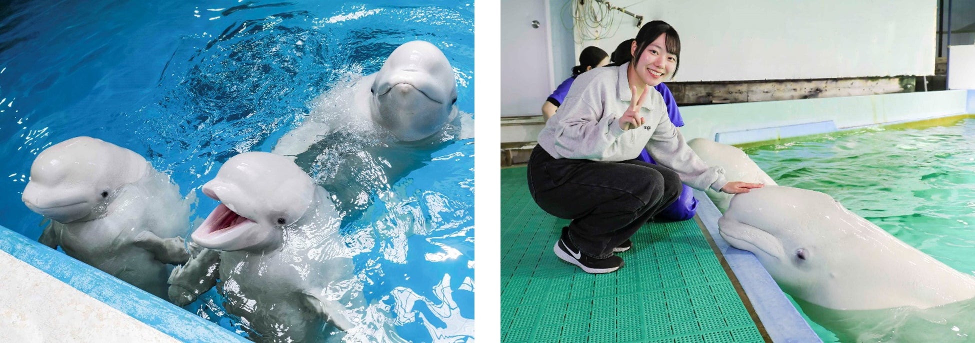 【鴨川シーワールド】SNSでも大人気のベルーガの子どもたちに会いにいこう！第一回「ベルーガプレミアムプラン」参加者募集