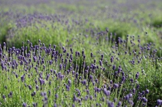 たんばらラベンダーパークで、見て、香って、学べるアロマ体験「ラベンダーオイル蒸留イベント」 3 日間限定で開催