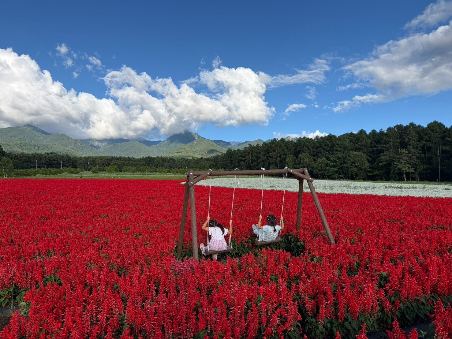 10haの花畑の中に“絶景ブランコ”新登場。八ヶ岳と赤サルビアを一望できる！全メインエリアが満開【八ヶ岳農業大学校「YATZ GARDEN（ヤッツガーデン）」】