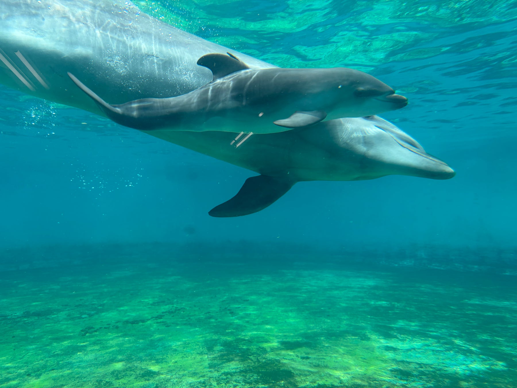 【沖縄美ら海水族館】バンドウイルカの赤ちゃんが誕生！母マールと元気に泳ぐ様子が観察できます