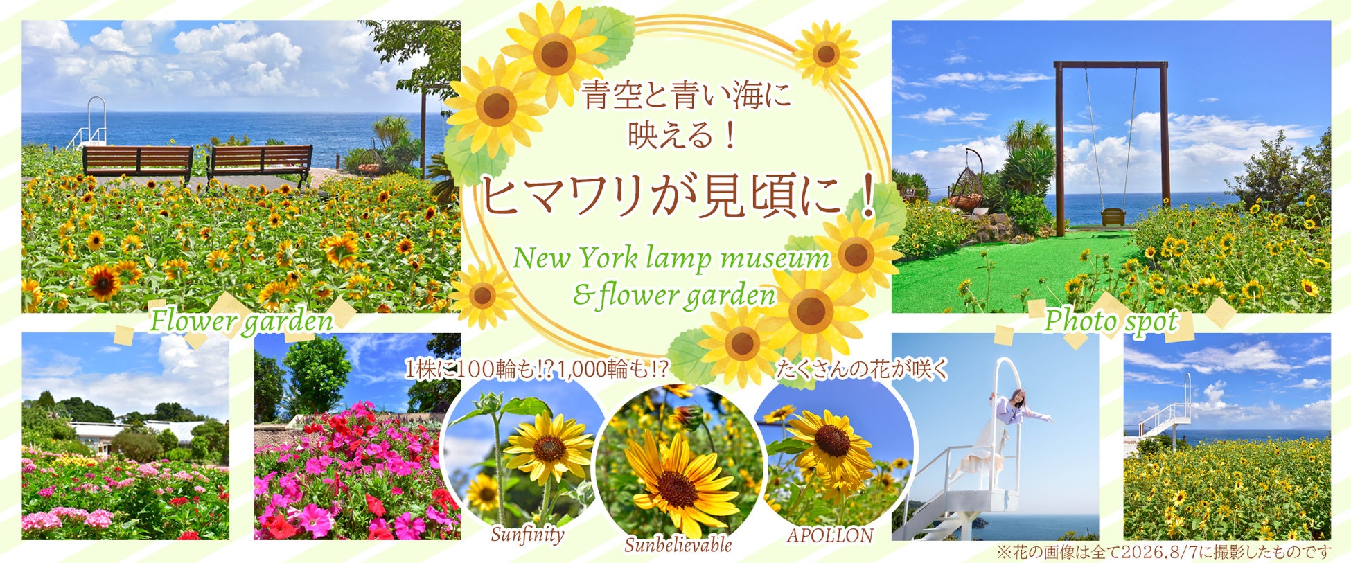 伊豆・城ヶ崎海岸のニューヨークランプミュージアム&フラワーガーデンで、ヒマワリが見頃に！ たくさんの花が咲く人気の3品種が夏空と青い海に映える！