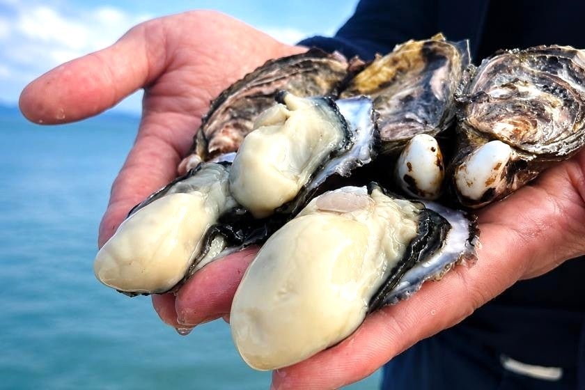 【ホテルパールシティ神戸】”夏の南国グルメと和の美食を愉しむ”サマーディナーバイキング2026 <3日間限定開催>