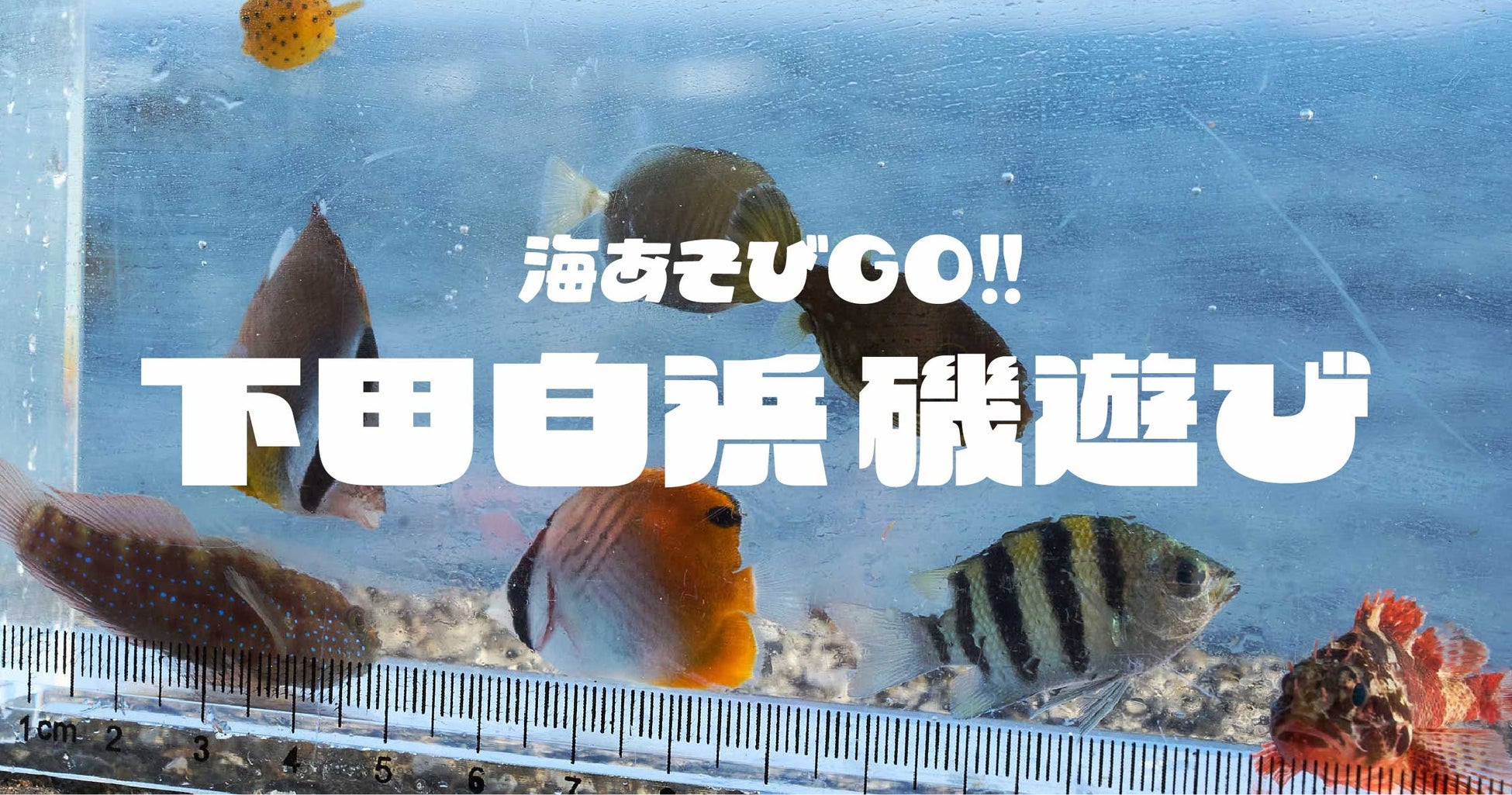 普段は入れない絶景磯場で磯あそび！下田白浜にて２日間限定の生き物いっぱい特別体験