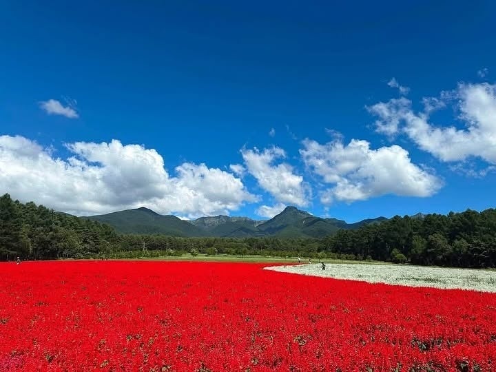 【多摩六都科学館】水木しげるの戦争体験「水木サンのみた暗闇 ―ぬりかべに遭った夜―」開催レポート