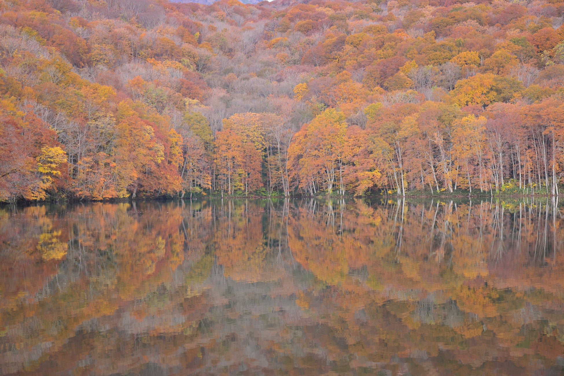 紅葉期の蔦沼周辺におけるオーバーツーリズム対策として、今年も入場制限を実施いたします。