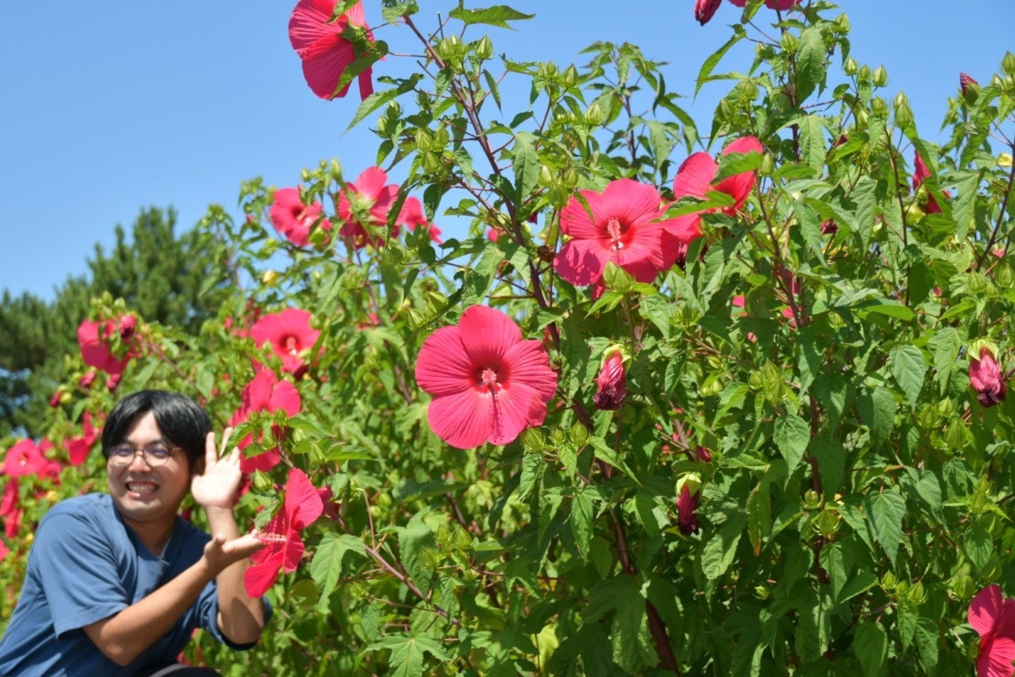 大きな花に思わずカメラを向けたくなる！タイタンビカスが開花中！（国営ひたち海浜公園）