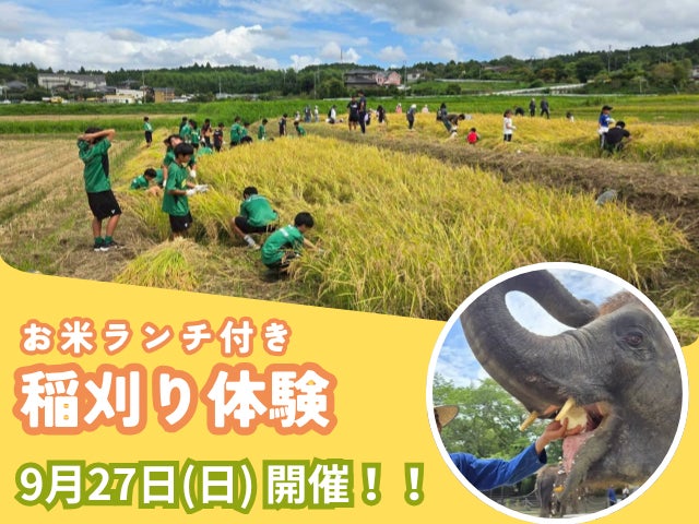 稲刈りイベント開催のお知らせ SDGs実践！ぞうさんのうんち堆肥を活用した循環型田んぼプロジェクト｜市原ぞうの国 × 星野農園高滝湖 × スースー・アグリ × 高滝湖グランピングリゾート