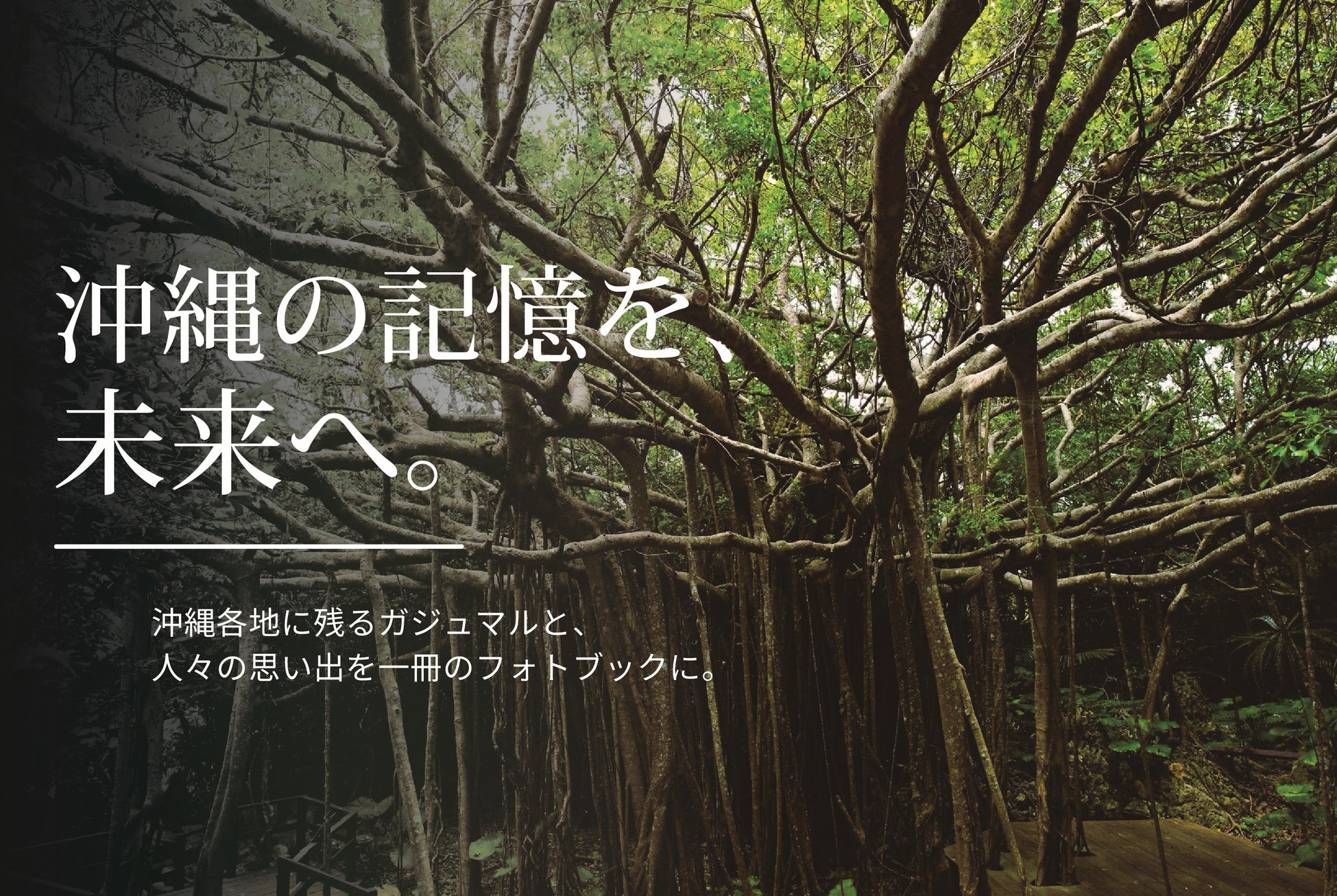 【南都グループ周年事業】沖縄各地のガジュマルと人々の記憶を一冊に。フォトブック制作に向けクラウドファンディング開始