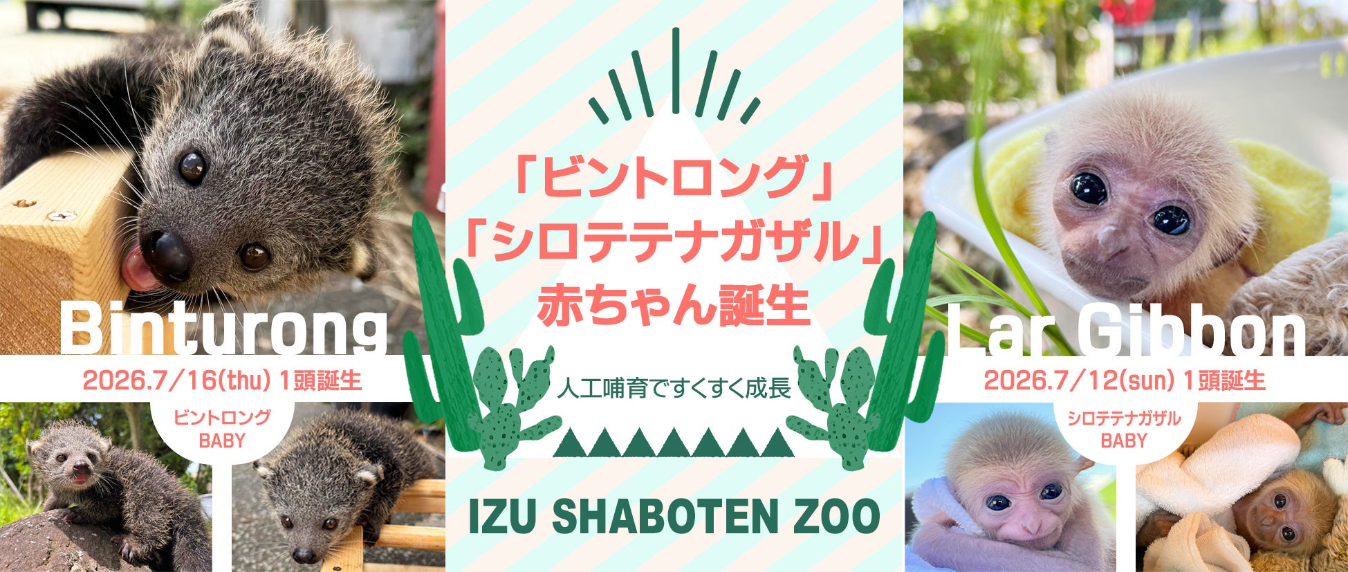 伊豆シャボテン動物公園「ビントロング」と「シロテテナガザル」の赤ちゃん誕生