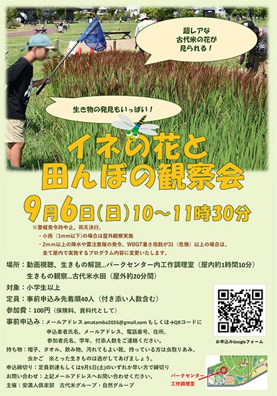 たった1時間だけ咲く古代米の花を観察