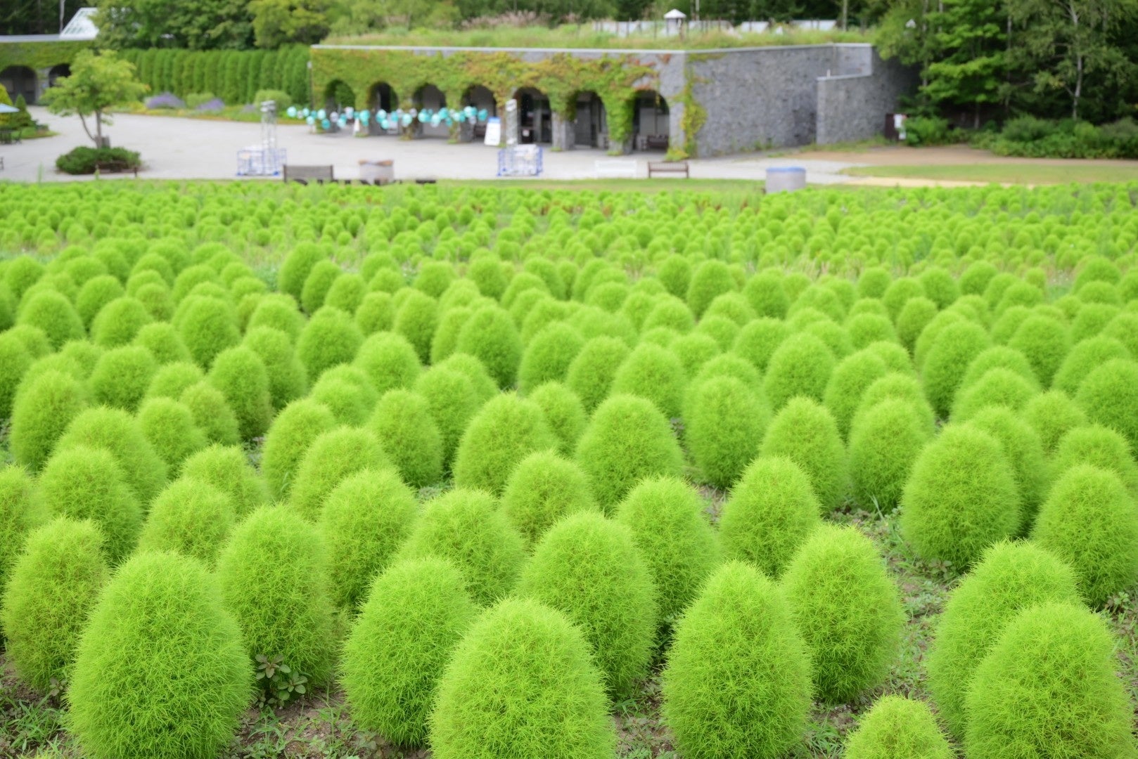【ふわふわ＆もこもこ】グリーンコキア見頃！（国営滝野すずらん丘陵公園）