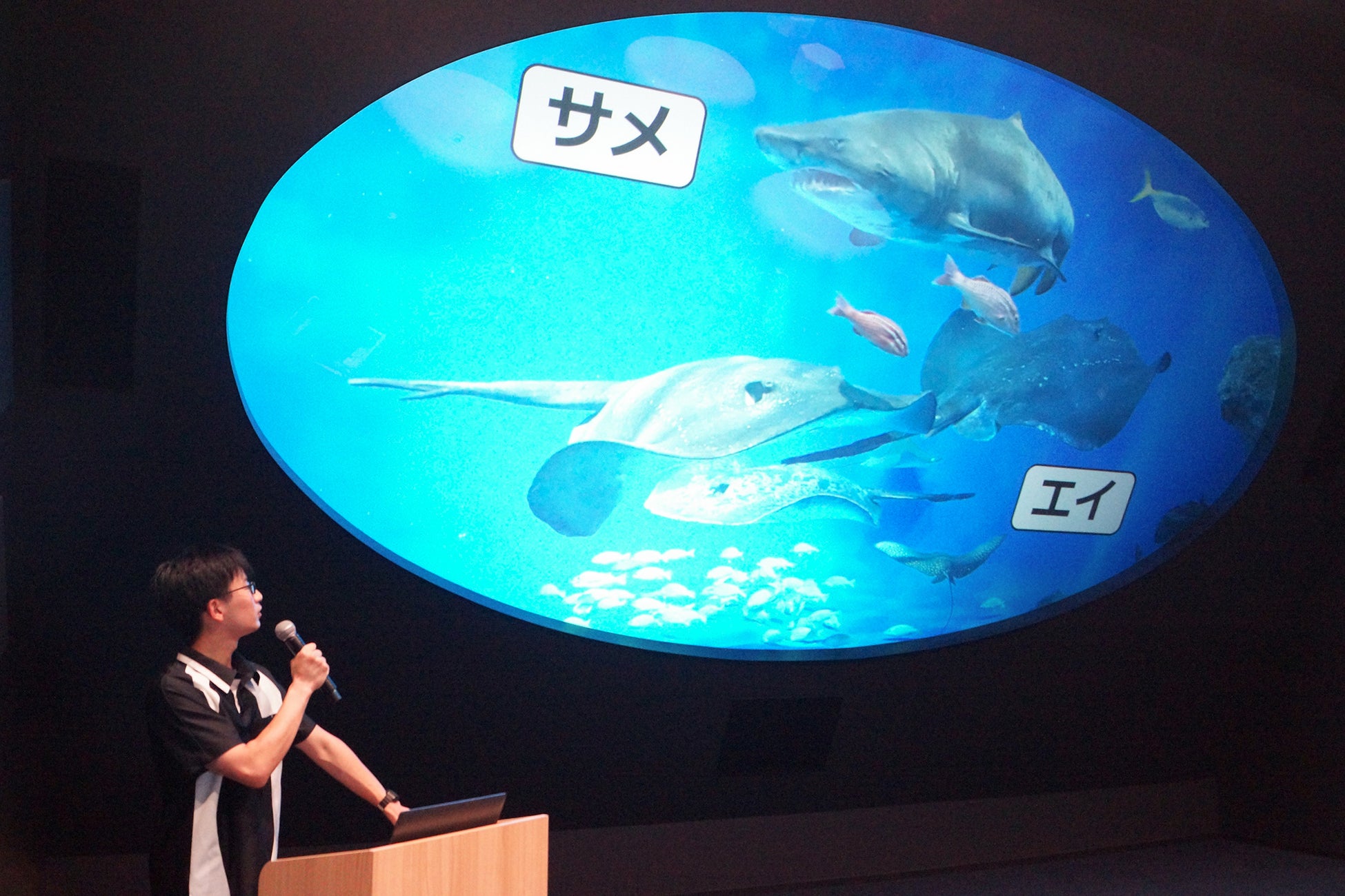 【神戸須磨シーワールド】サメとエイについて学んでみよう！飼育員と楽しく学ぶ教育プログラム「生きものスマシースクール」9月・10月に開催