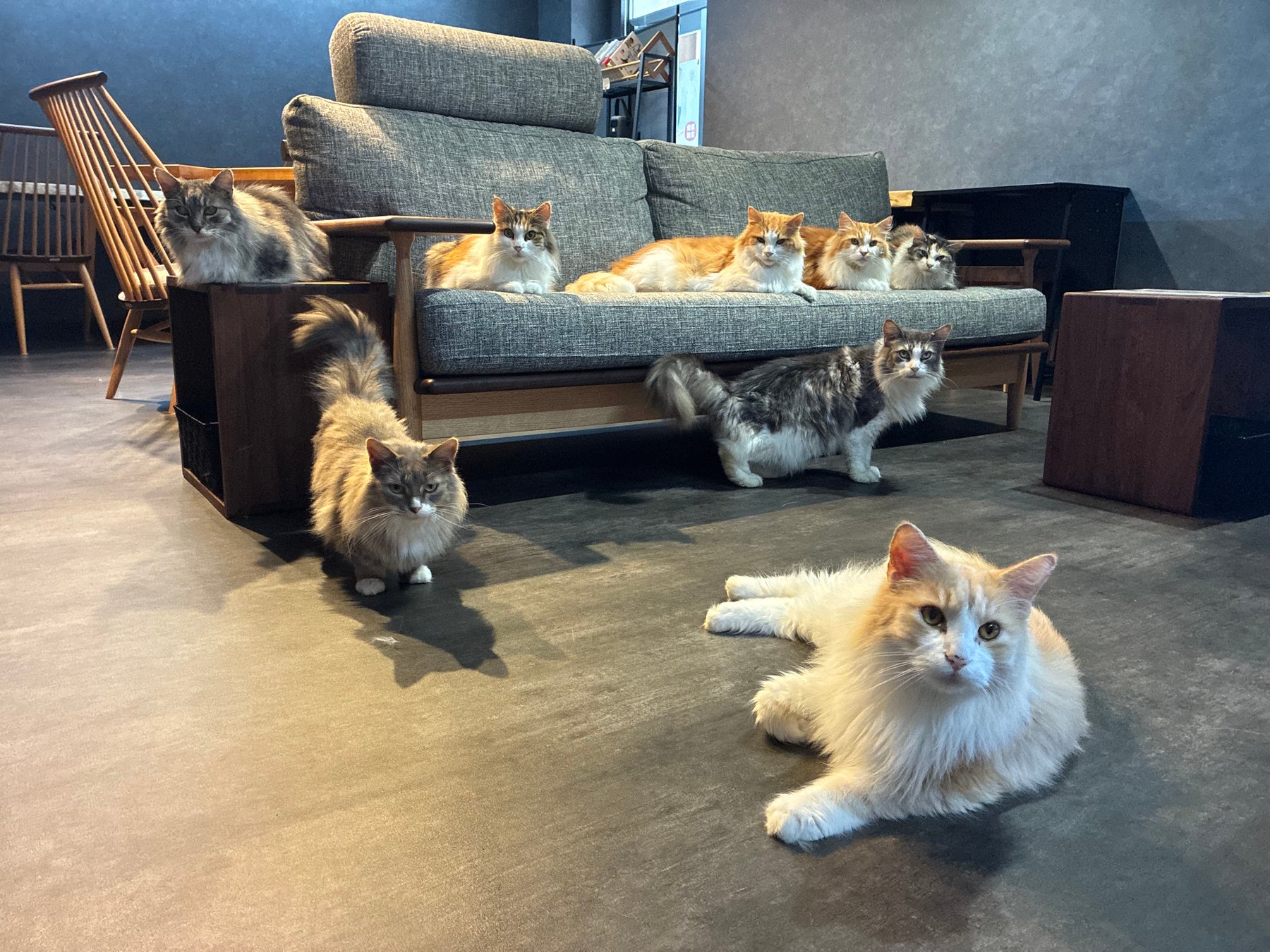 【プレスリリース】0歳から入店OK！コワーキング×癒やしが融合した京田辺初のハイブリッド猫カフェ「京田辺の猫カフェNAP」が8月22日 (土) グランドオープン