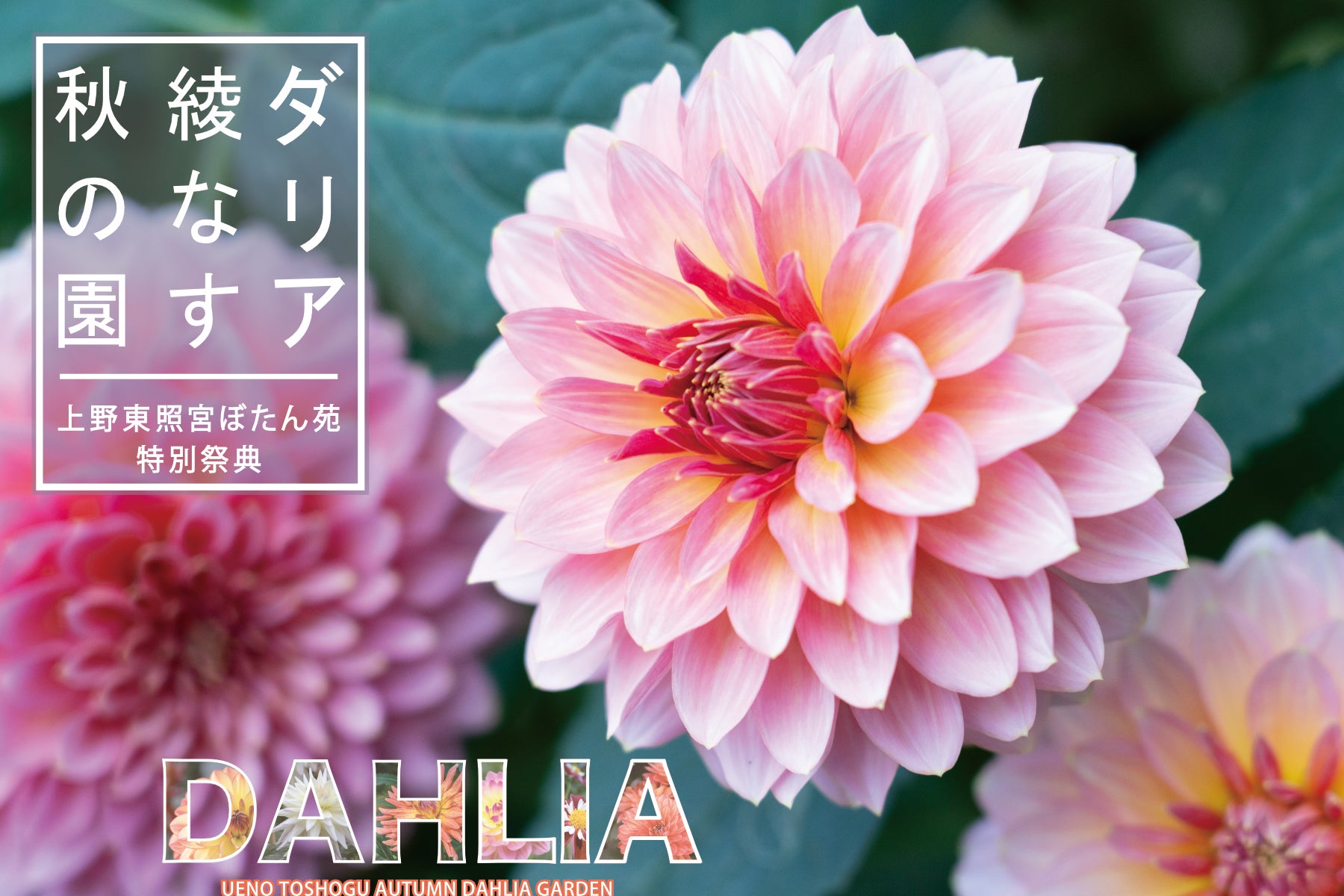 東京・上野公園┃120種200株以上のダリアが秋の庭園を彩る『上野東照宮ぼたん苑 特別祭典　ダリア綾なす秋の園』　2026年9月19日(土)～11月3日(火)開催