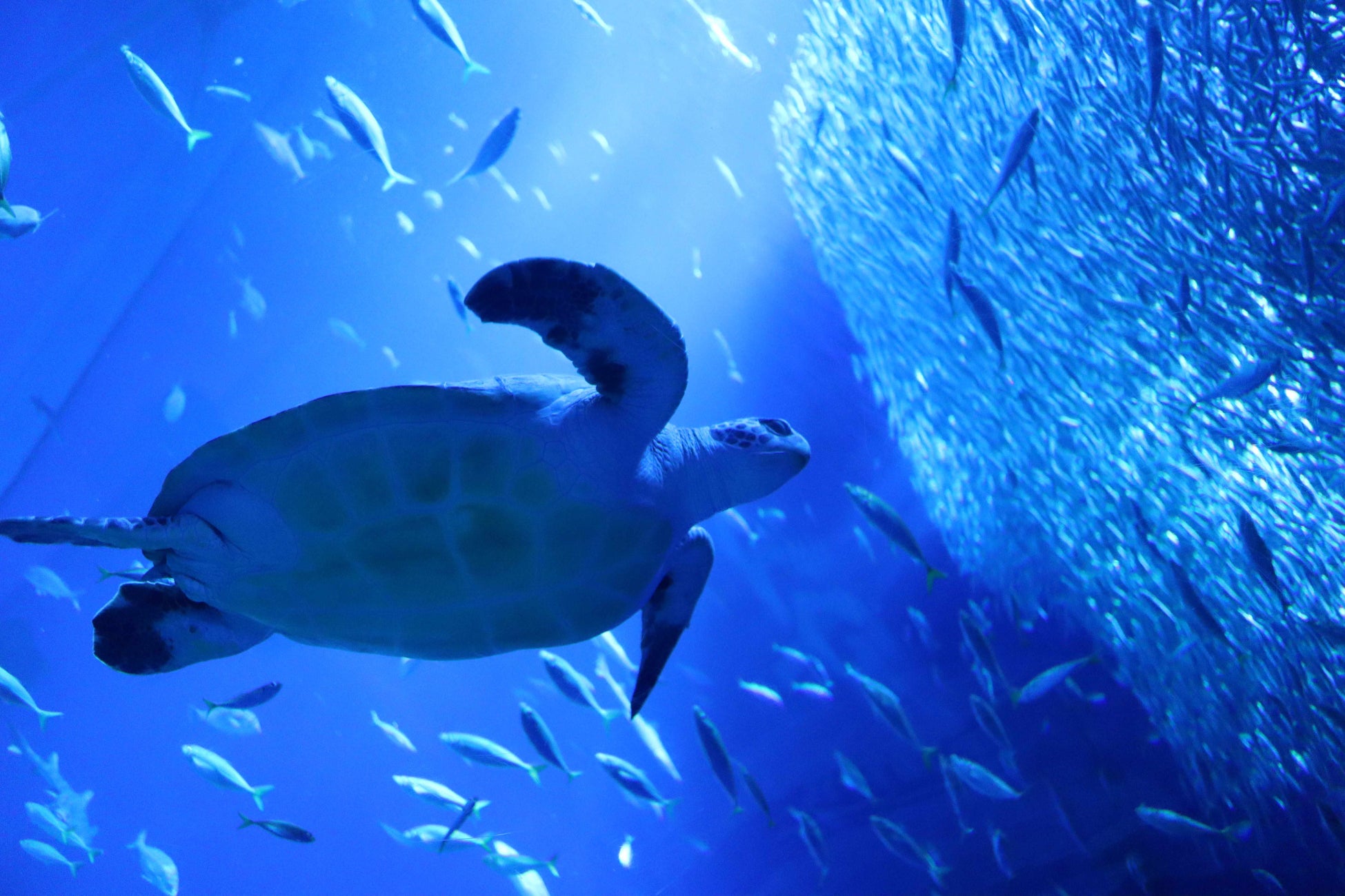 SDGs週間 パネル展示「海からのメッセージ～ウミガメのみらい～」 アクアワールド・大洗で2026年8月27日(木)から9月30日(水)まで開催