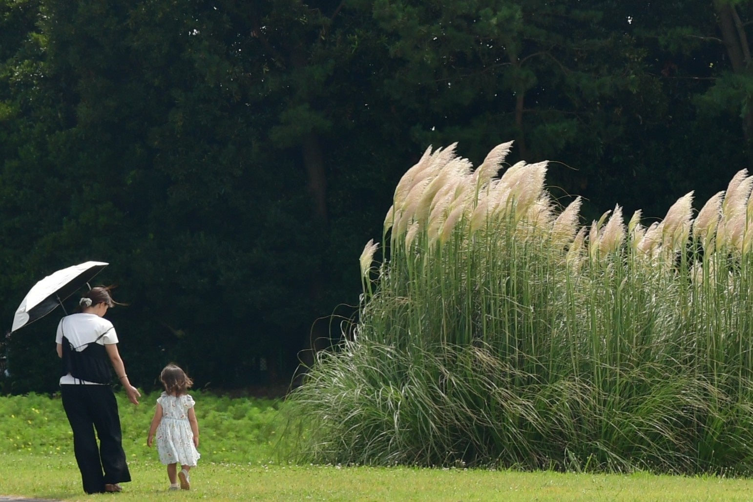 パンパスグラスの花穂が出始めました。（国営ひたち海浜公園）