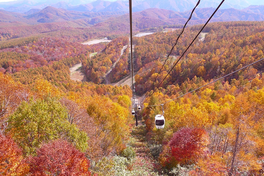 標高1,390mへ、紅葉の上を空中散歩。ロープウェイ往復乗車券と「落ち葉クラフト」体験付き秋限定宿泊プランを販売【メルキュール裏磐梯リゾート＆スパ】