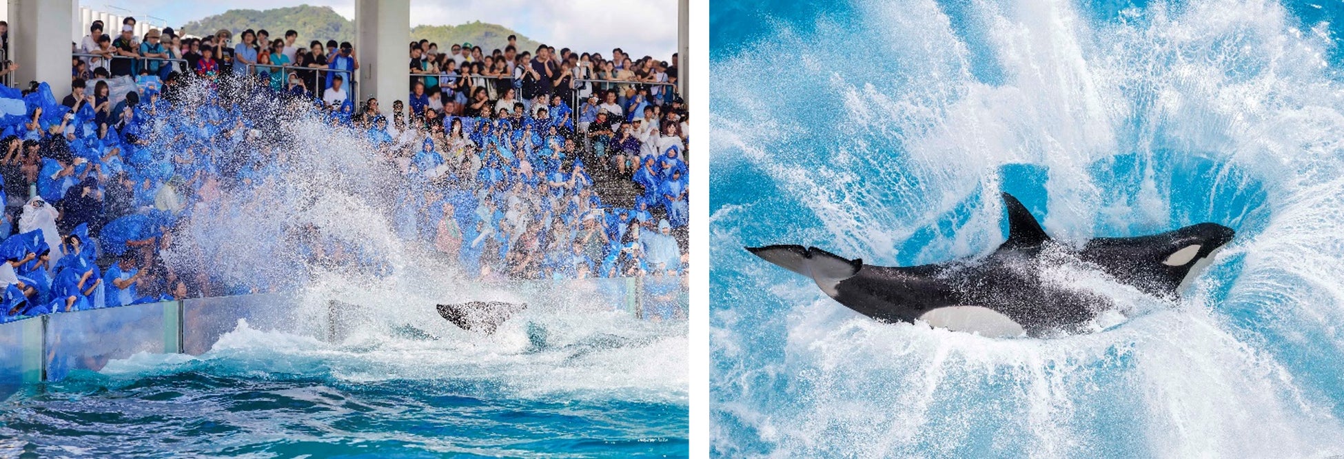 【鴨川シーワールド】シャチの豪快な水しぶきで残暑を吹き飛ばそう!9月の猛暑予測を受け大人気のずぶ濡れフェスが延長決定!!!　　　シャチの「サマースプラッシュ」10月1日まで開催！