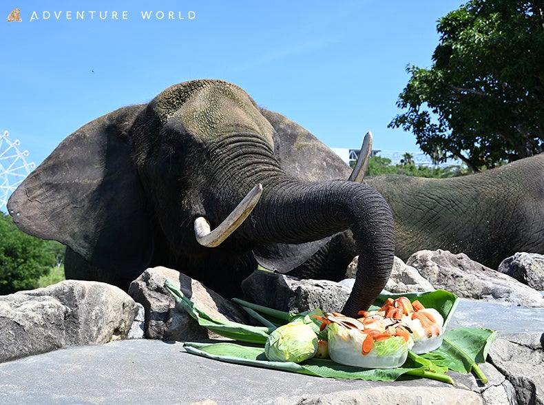 開園当初から暮らすアフリカゾウ・国内最高齢のバンドウイルカに、お祝いと感謝の気持ちを込めてプレゼント！～パークで暮らす１１種１７頭のご長寿を紹介する「ご長寿動物レジェンドMAP」も公開～
