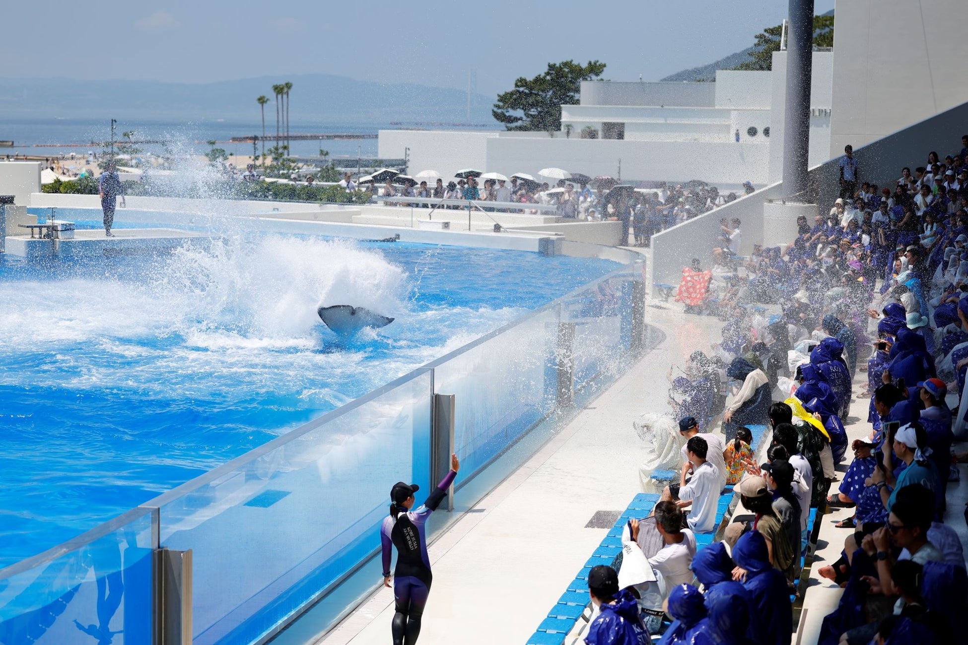 【神戸須磨シーワールド】９月の残暑を吹き飛ばそう！大人気のびしょ濡れ種目、シャチの「テールバースト」延長決定