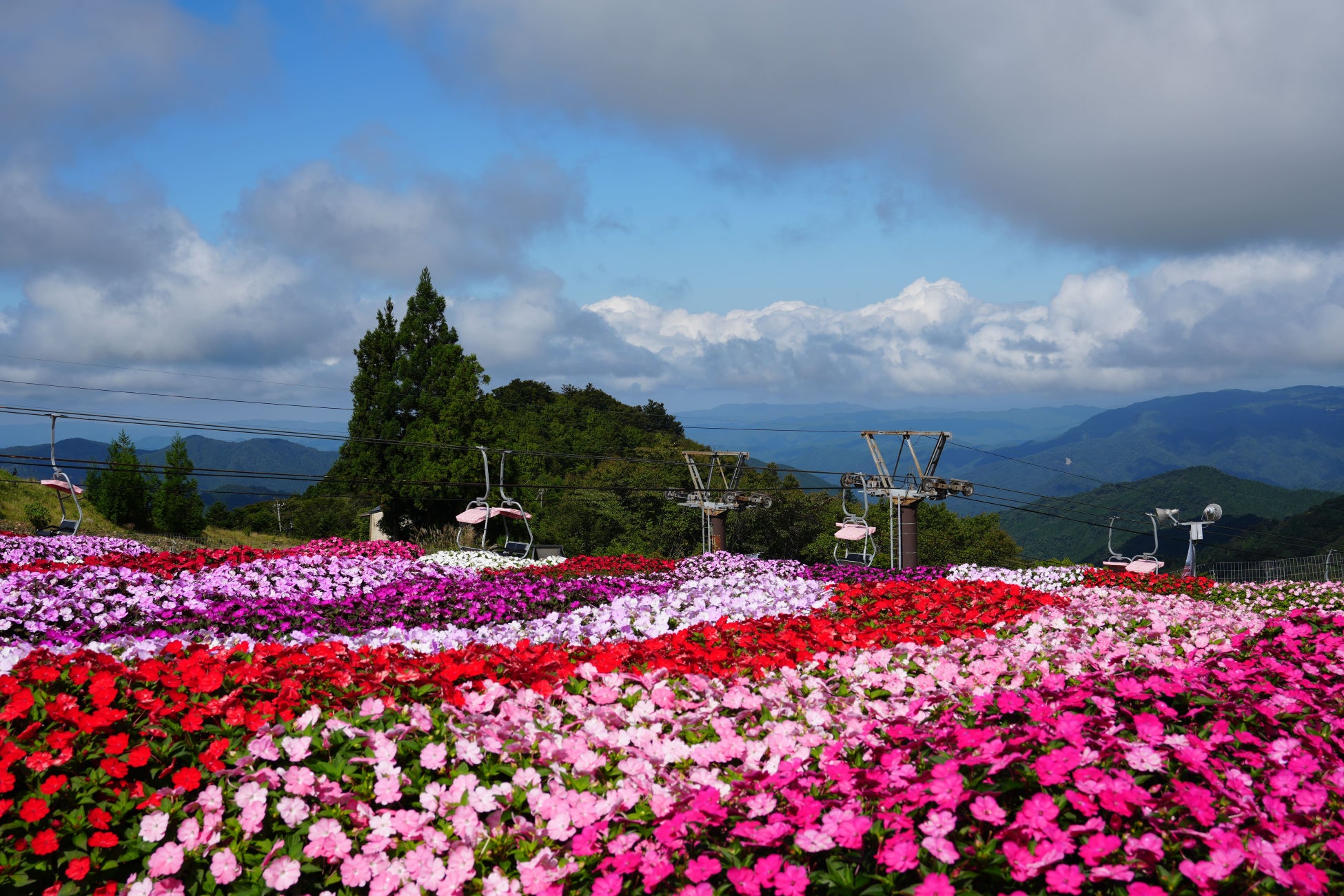 シルバーウィークは愛知県最高峰の花畑へ「茶臼山高原　サンパチェンスまつり」を開催