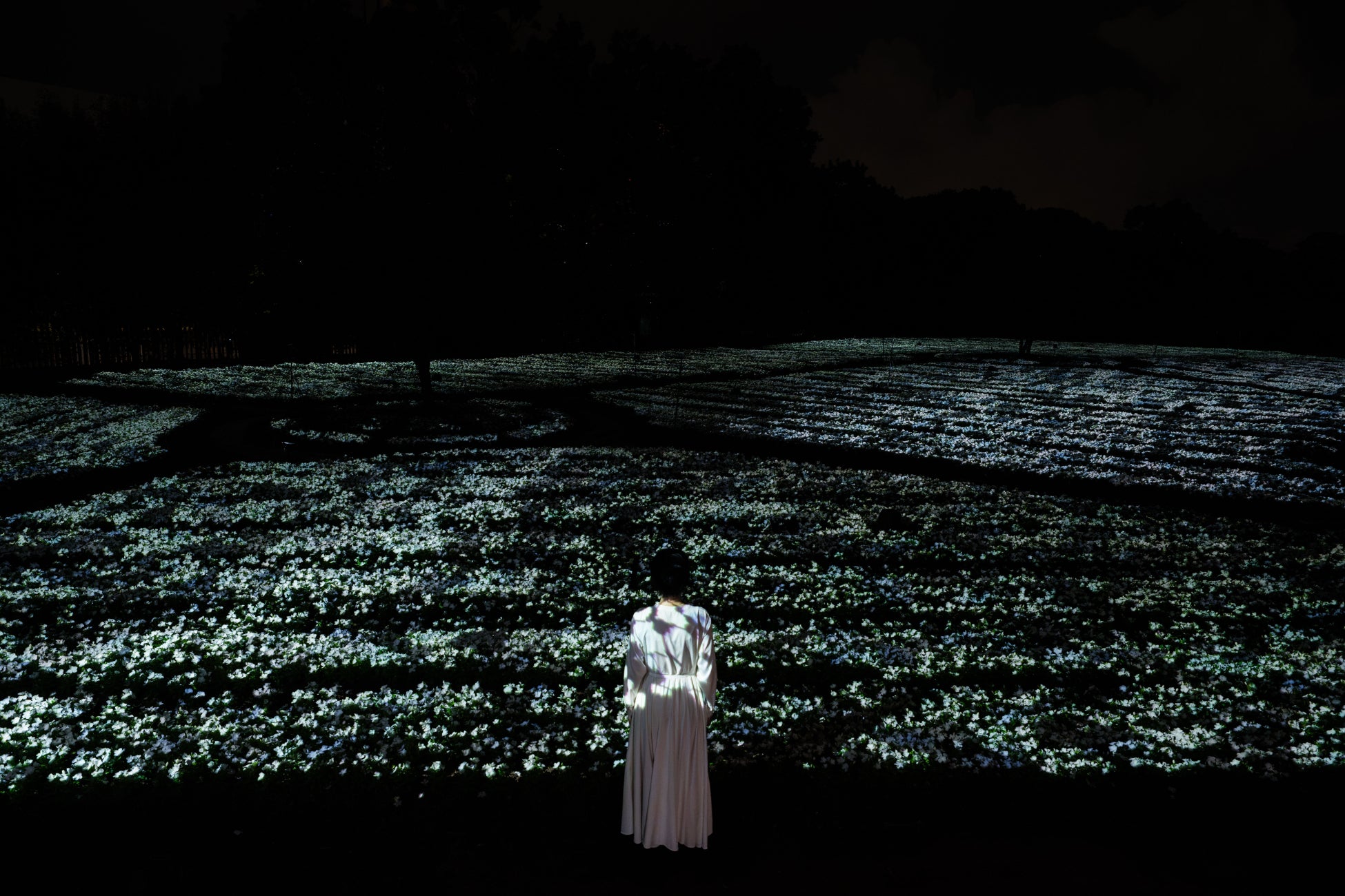 見頃を迎えた白いニチニチソウが、夜の植物園で一面に光り輝く。『チームラボ ボタニカルガーデン 大阪』、作品《生命は、闇にまたたく海》を初公開。9月3日(木)から9月27日(日)まで