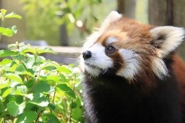 日本有数の絶景地“日本平”の麓で“アニマル”に癒やされる秋の家族旅