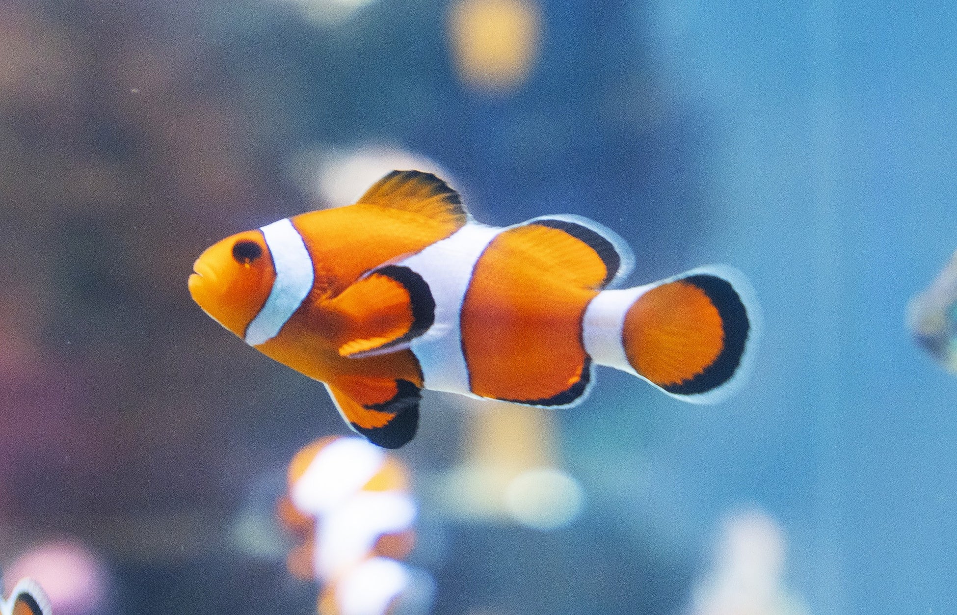 座間味村の海を再現!!～期間限定の水槽展示～【広島もとまち水族館】