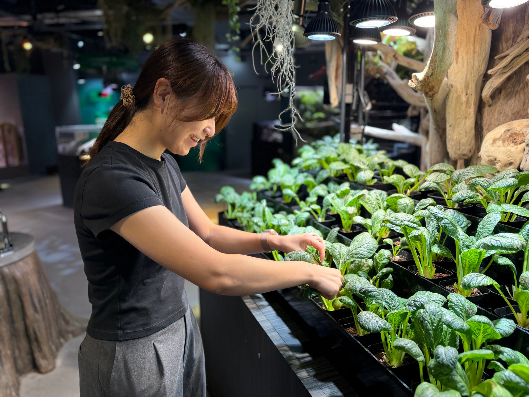 【AQUARIUM×ART átoa】20名限定！開館前のアトアで野菜を収穫！？普段は体験できないプレミアムなゾウガメ餌やり体験を開催します