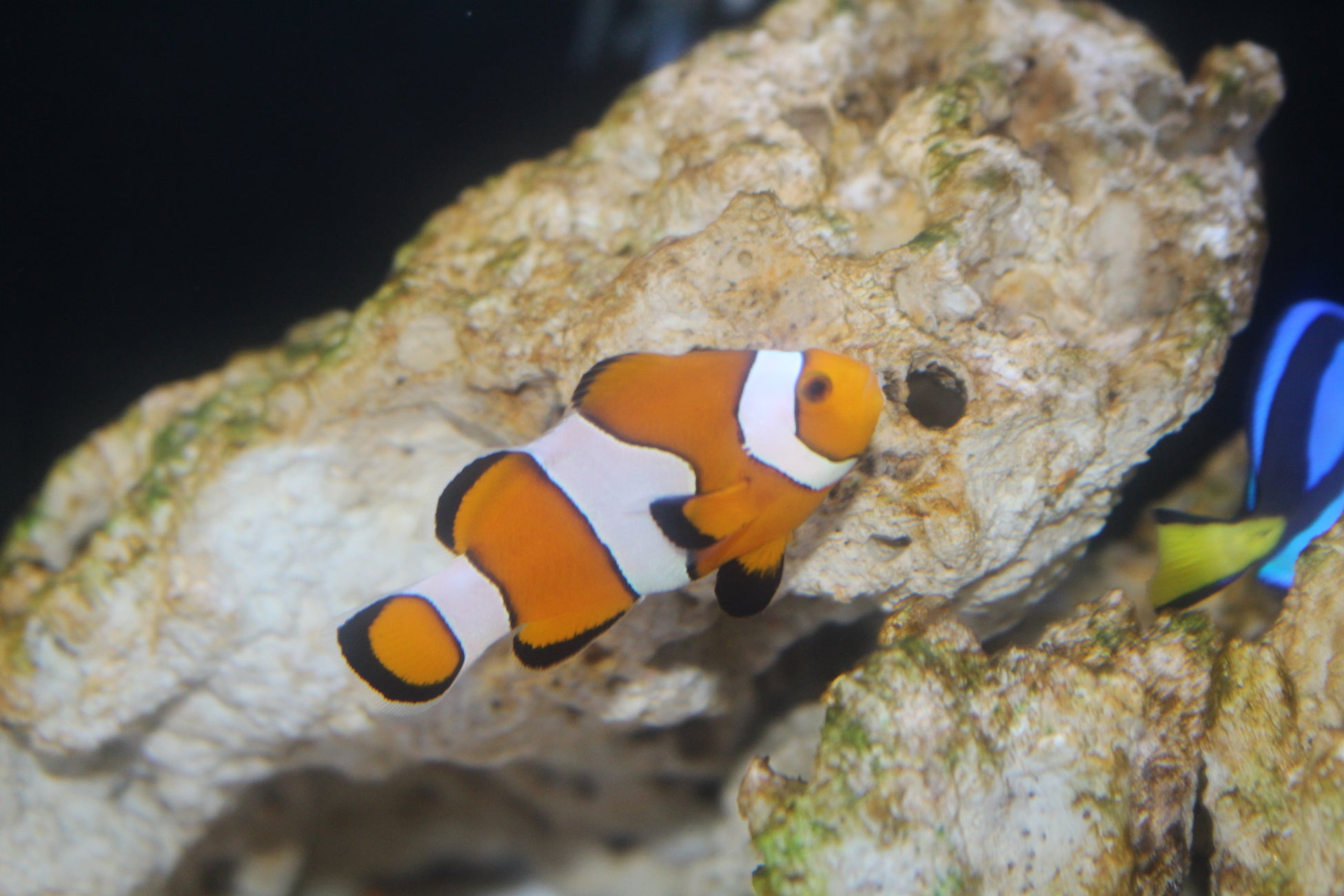 【下田海中水族館】海の中で見つけたパンプキン 水族館の魚がハロウィーンパーティー！？