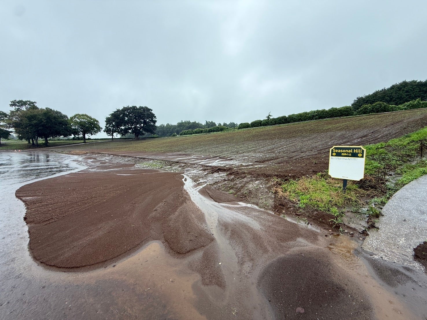 度重なる大雨にも負けない！秋を彩るコスモス畑の“再・再スタート”