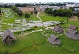登呂遺跡復元水田にて「赤米収穫体験」を開催！秋風そよぐ黄金色の水田で古代米を収穫。