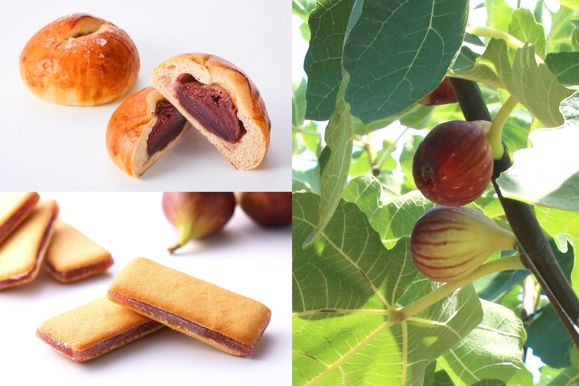 ＜9月9日は「姉崎いちじくの日」＞市原市特産を味わう2つの贅沢コラボ商品が今年も登場！