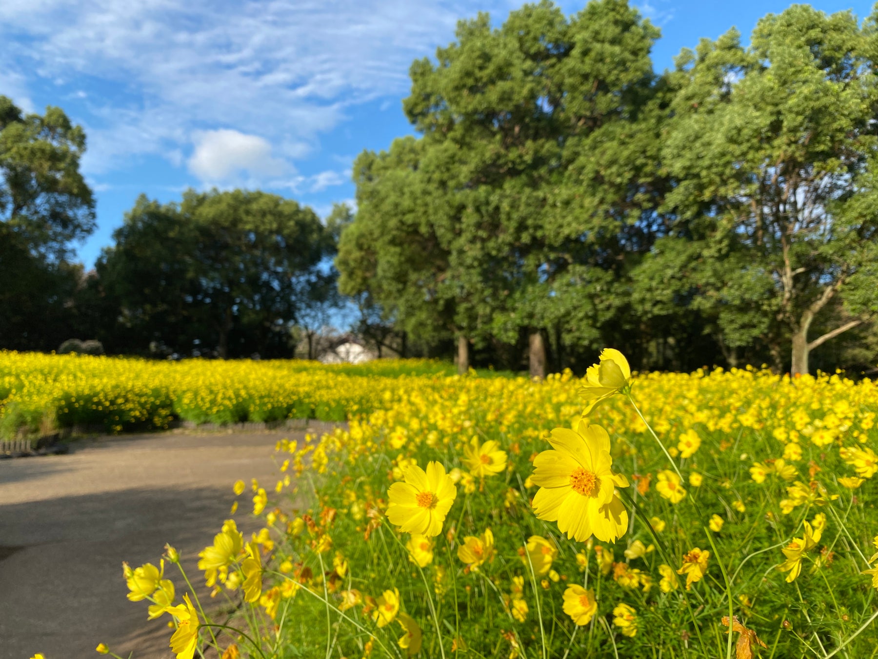 「秋の花物語」開催（国営木曽三川公園　木曽三川公園センター）